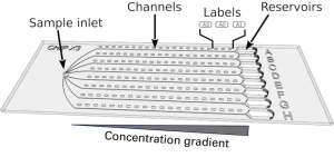 Molecular Dimensions