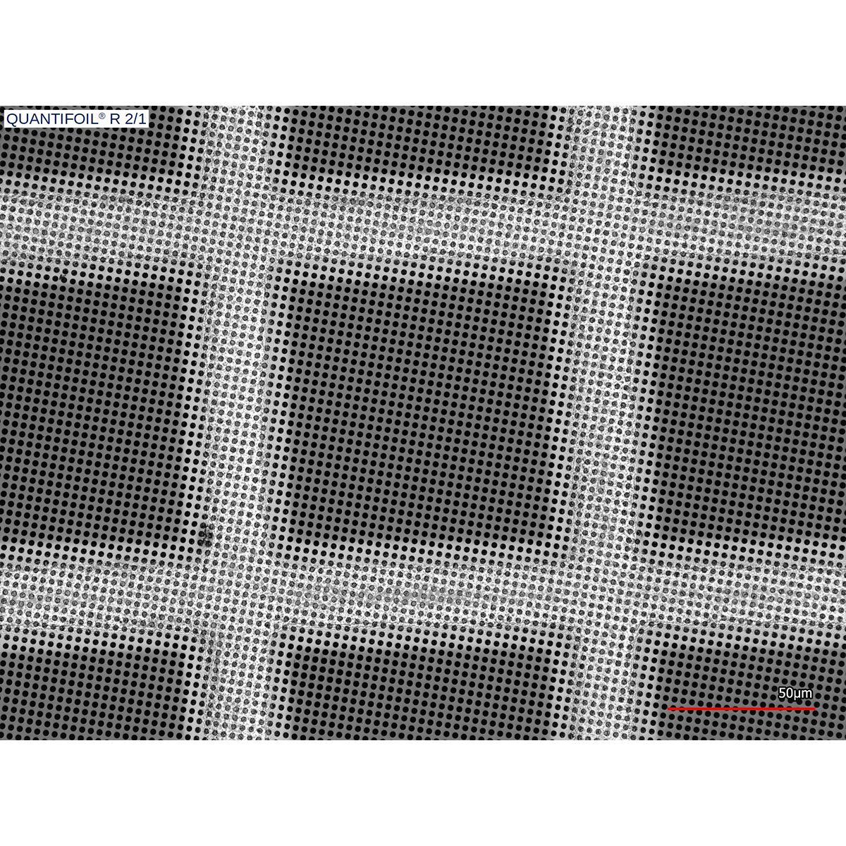 Graphene Chelicera プロモ 1枚 CF FaB Graphene Chelicera プロモ 1枚 CF FaB TCG専門店 蓮屋 MtG & FaB &